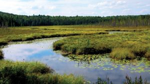 wetland